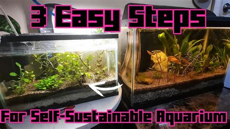 How To Make A Self Sustaining Aquarium: [A to Z Guide] .